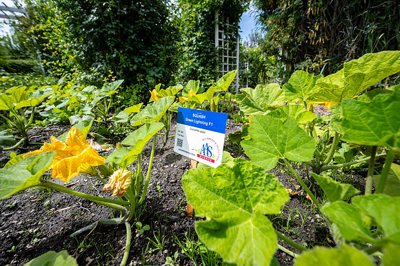 Greenhouse Flowers - July 2026
