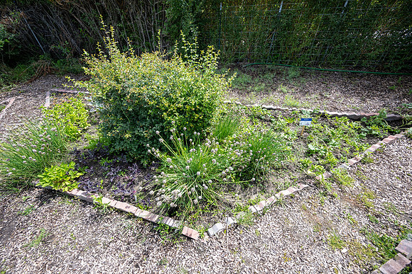 Greenhouse Flowers - July 2026