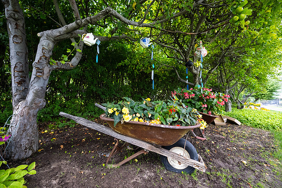Greenhouse Flowers - July 2026
