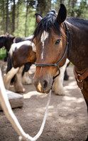 HorseBackRriding - July 2026