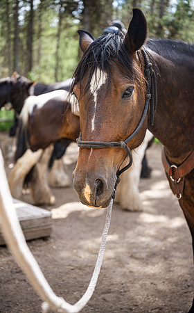 HorseBackRriding - July 2026