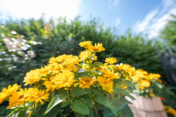Green House Flowers - July 2026