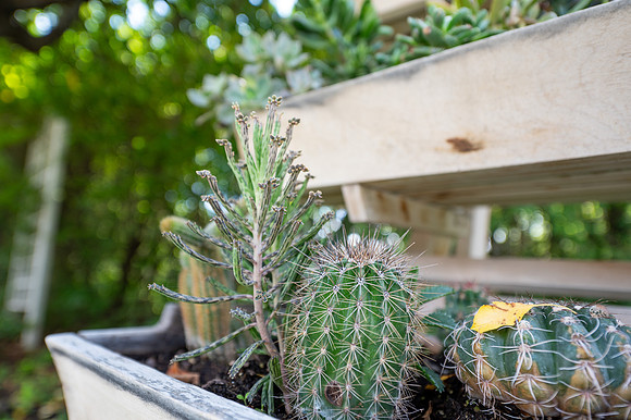 Green House Flowers - July 2026
