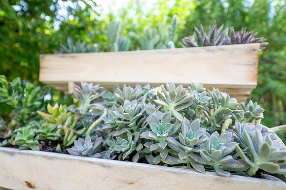 Green House Flowers - July 2026