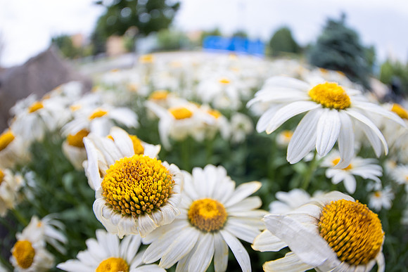 Campus Flowers - July 2026