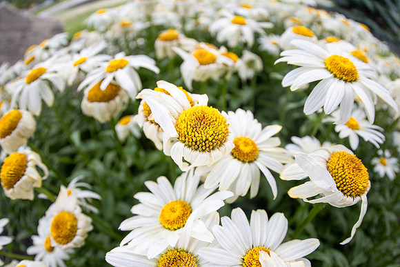 Campus Flowers - July 2026