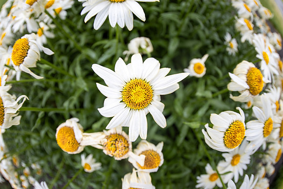 Campus Flowers - July 2026
