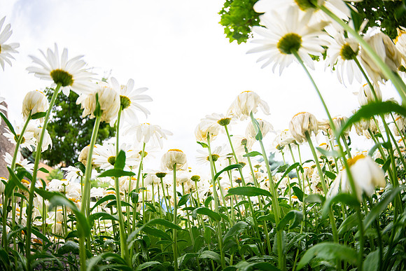 Campus Flowers - July 2026
