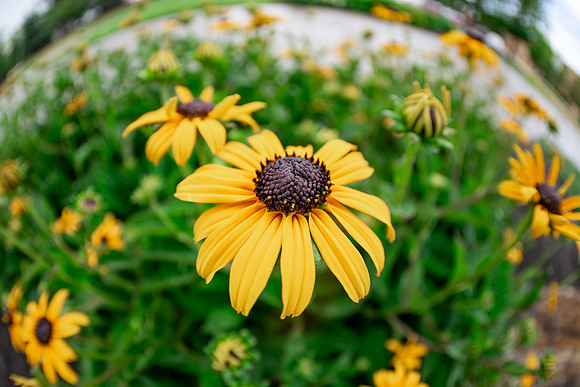 Campus Flowers - July 2026