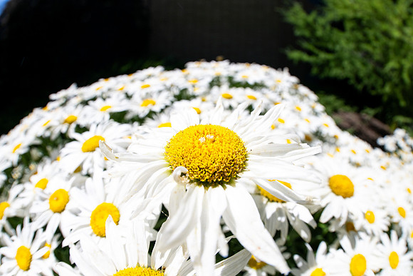 Campus Flowers - July 2026