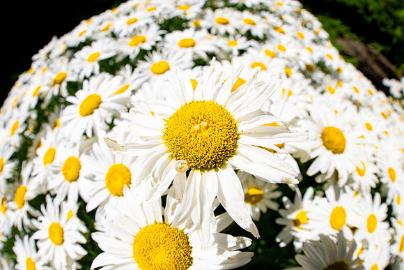 Campus Flowers - July 2026