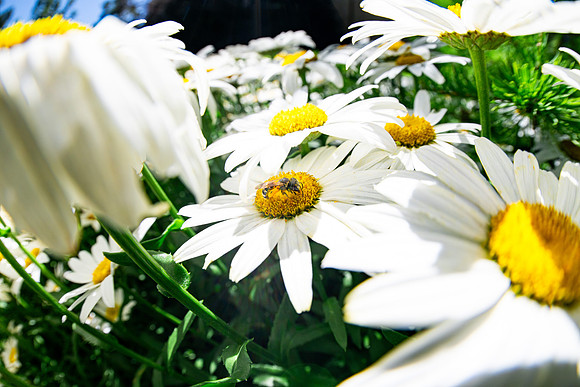 Campus Flowers - July 2026