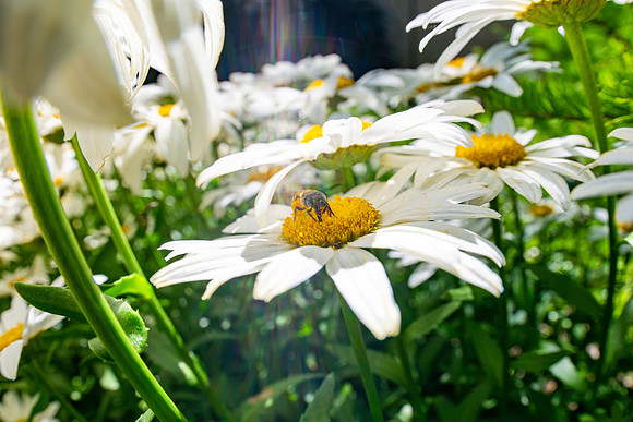Campus Flowers - July 2026