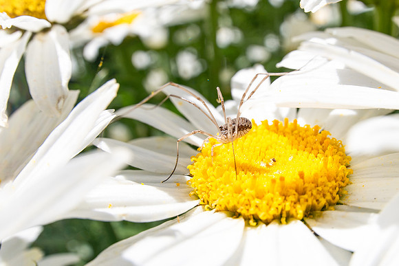 Campus Flowers - July 2026