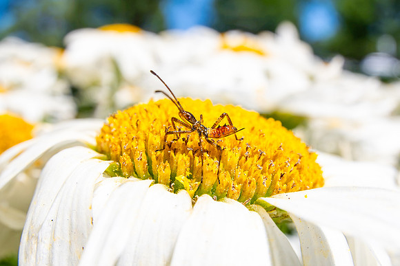 Campus Flowers - July 2026