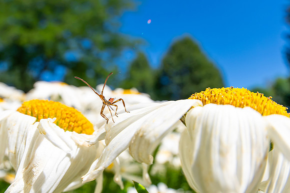 Campus Flowers - July 2026