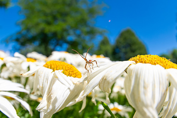 Campus Flowers - July 2026