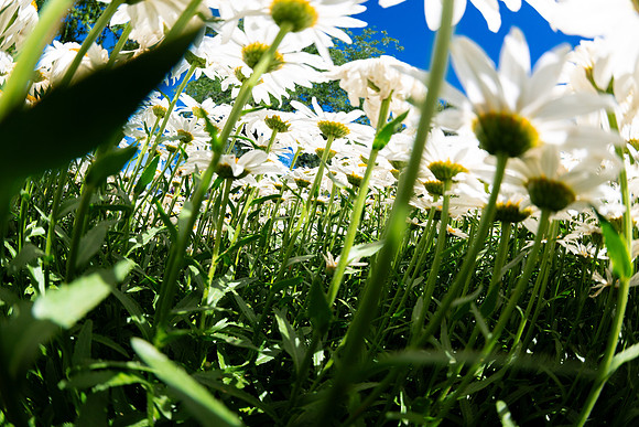 Campus Flowers - July 2026