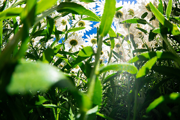Campus Flowers - July 2026