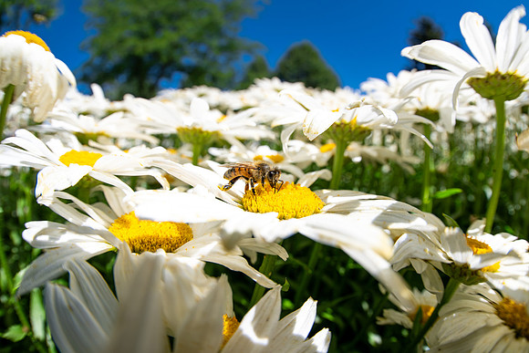 Campus Flowers - July 2026