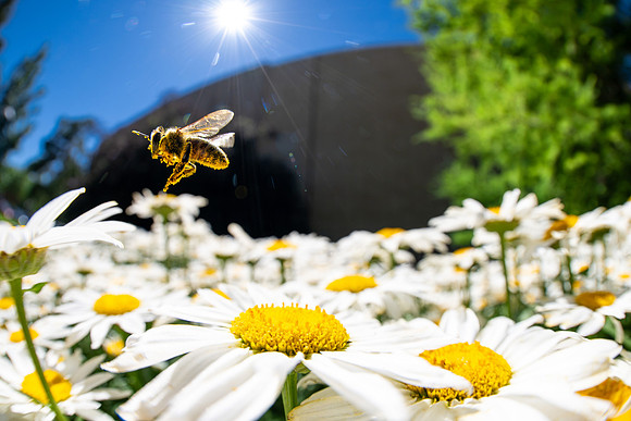 Campus Flowers - July 2026