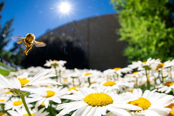 Campus Flowers - July 2026