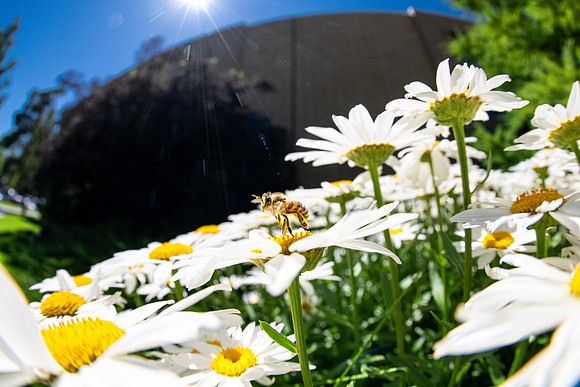 Campus Flowers - July 2026