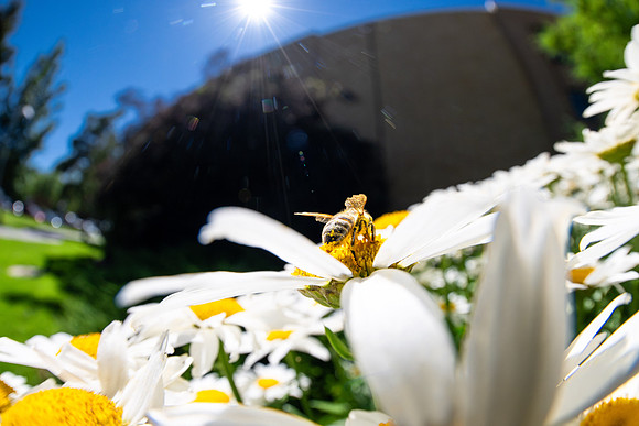 Campus Flowers - July 2026
