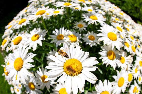 Campus Flowers - July 2026