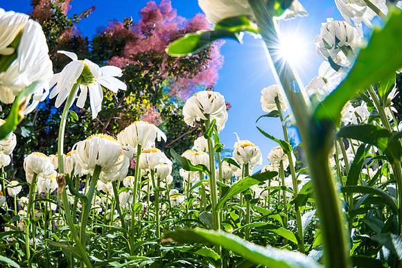 Campus Flowers - July 2026