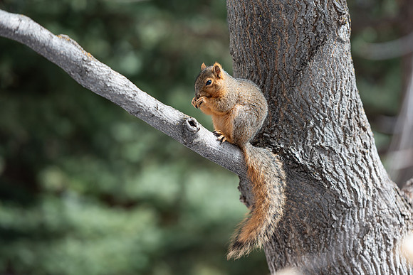 Campus Squirrel - March 2025
