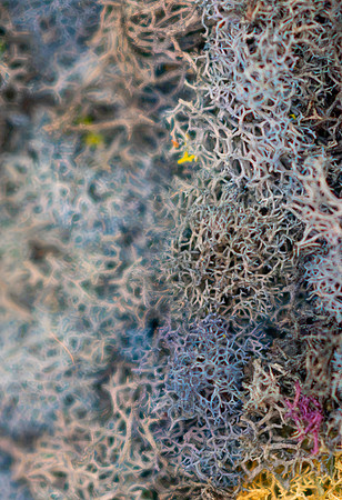 Color Walk - July 2026