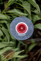 Summer Color Walk - July 2026