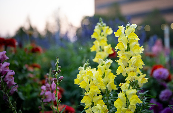 Campus Sunrise - Aug 2026