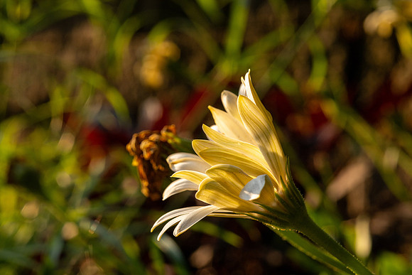 Campus Golden Light - Aug 2026