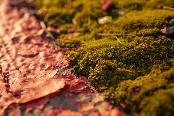 Campus Golden Light - Aug 2026