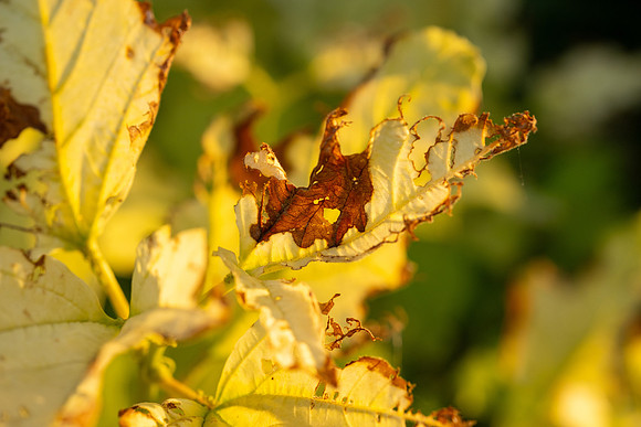 Campus Golden Light - Aug 2026