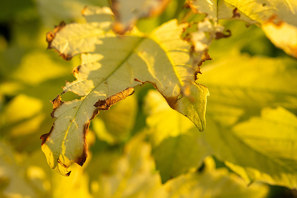 Campus Golden Light - Aug 2026