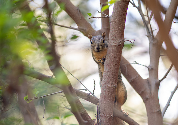 Animals on Campus - July 2026