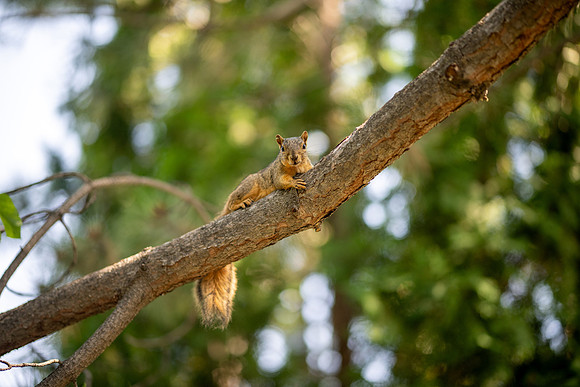 Animals on Campus - July 2026