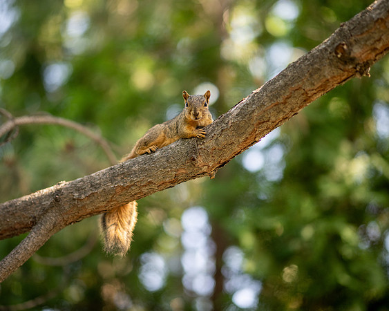 Animals on Campus - July 2026