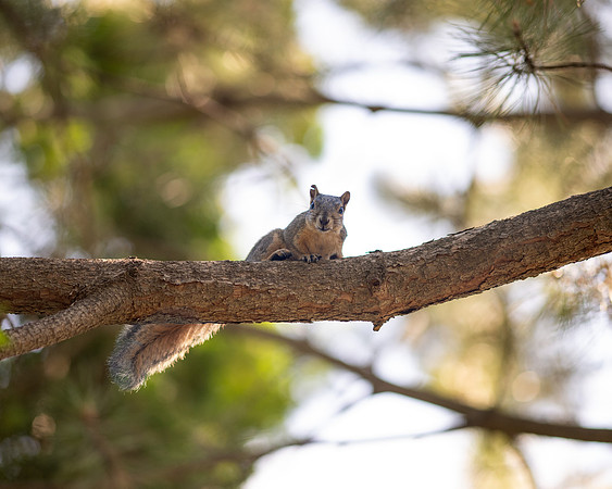 Animals on Campus - July 2026