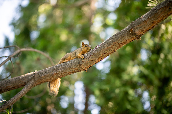 Animals on Campus - July 2026