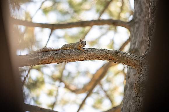 Animals on Campus - July 2026