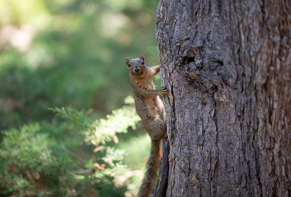 Animals on Campus - July 2026