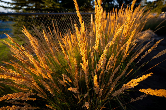 Campus Sunset - Aug 2026
