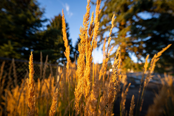 Campus Sunset - Aug 2026