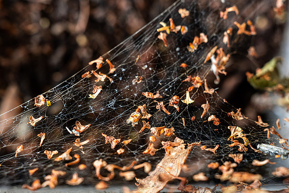 Spider Web - Aug. 2026