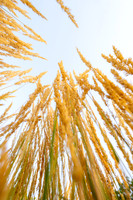 Golden Campus - Aug 2026