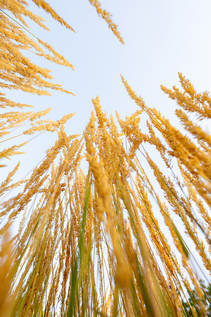 Golden Campus - Aug 2026